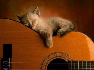 Gato dormido en guitarra